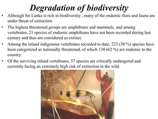 Degradation of biodiversity
• Although Sri Lanka is rich in biodiversity , many of the endemic flora and fauna are
under threat of extinction.
• The highest threatened groups are amphibians and mammals, and among
vertebrates, 21 species of endemic amphibians have not been recorded during last
century and thus are considered as extinct.
• Among the inland indigenous vertebrates recorded to date, 223 (30 %) species have
been categorized as nationally threatened, of which 138 (62 %) are endemic to the
country.
• Of the surviving inland vertebrates, 57 species are critically endangered and
currently facing an extremely high risk of extinction in the wild.
 