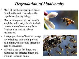 Degradation of biodiversity
• Most of the threatened species are
found in the wet zone where the
population density is high.
• Measures to preserve Sri Lanka’s
amphibian diversity should include
preservation of remaining forest
fragments as well as habitat
restoration.
• Also populations of bees and wasps
have declined that are important
pollinators, which could affect the
agro-biodiversity.
• Extensive use of fertilizers and
pesticides has affected forest and
wetland flora and fauna
 