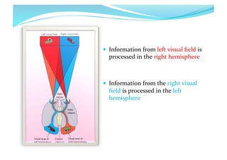   Information	
  from	
  left	
  visual	
  ﬁeld	
  is	
  

processed	
  in	
  the	
  right	
  hemisphere	
  

  Information	
  from	
  the	
  right	
  visual	
  

ﬁeld	
  is	
  processed	
  in	
  the	
  left	
  
hemisphere	
  

 