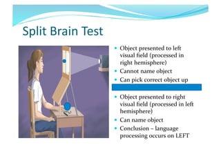 Split	
  Brain	
  Test	
  
  Object	
  presented	
  to	
  left	
  

visual	
  ﬁeld	
  (processed	
  in	
  
right	
  hemisphere)	
  
  Cannot	
  name	
  object	
  	
  
  Can	
  pick	
  correct	
  object	
  up	
  
  Object	
  presented	
  to	
  right	
  

visual	
  ﬁeld	
  (processed	
  in	
  left	
  
hemisphere)	
  
  Can	
  name	
  object	
  
  Conclusion	
  –	
  language	
  
processing	
  occurs	
  on	
  LEFT	
  

 