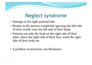 Neglect	
  syndrome	
  
  Damage	
  to	
  the	
  right	
  parietal	
  lobe	
  
  Results	
  in	
  the	
  patient	
  completely	
  ignoring	
  the	
  left	
  side	
  

of	
  their	
  world,	
  even	
  the	
  left	
  side	
  of	
  their	
  body.	
  
  Patients	
  eat	
  only	
  the	
  food	
  on	
  the	
  right	
  side	
  of	
  their	
  
plate,	
  shave	
  the	
  right	
  side	
  of	
  their	
  face,	
  wash	
  the	
  right	
  
side	
  of	
  their	
  body	
  etc.	
  
  A	
  problem	
  of	
  attention,	
  not	
  blindness!	
  

 