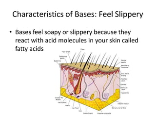 Characteristics of Bases: Feel Slippery
• Bases feel soapy or slippery because they
react with acid molecules in your skin called
fatty acids
 