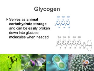 Lesson 9 Carbohydrates