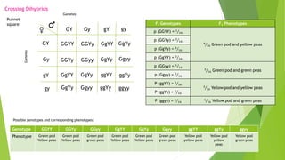 Lesson 9 Law of independent assortment.Dihybrids | PDF