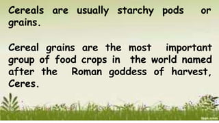 Cereals are usually starchy pods or
grains.
Cereal grains are the most important
group of food crops in the world named
after the Roman goddess of harvest,
Ceres.
 