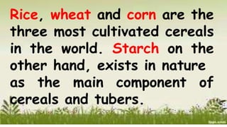Rice, wheat and corn are the
three most cultivated cereals
in the world. Starch on the
other hand, exists in nature
as the main component of
cereals and tubers.
 