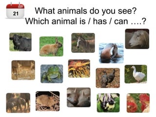 What animals do you see?
Which animal is / has / can ….?
21
 