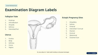 Comprehensive Review of Fallopian Tube Anatomy and Ectopic Pregnancy ...