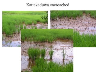 Lesson Four - Indigenous Village Irrigation Systems, traditional small ...
