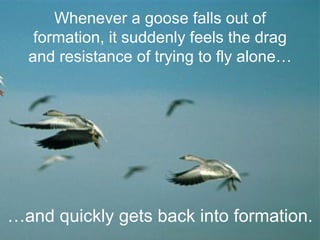 … and quickly gets back into formation. Whenever a goose falls out of formation, it suddenly feels the drag and resistance of trying to fly alone… 