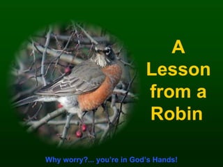 A Lesson from a Robin   Why worry?... you’re in God’s Hands! 