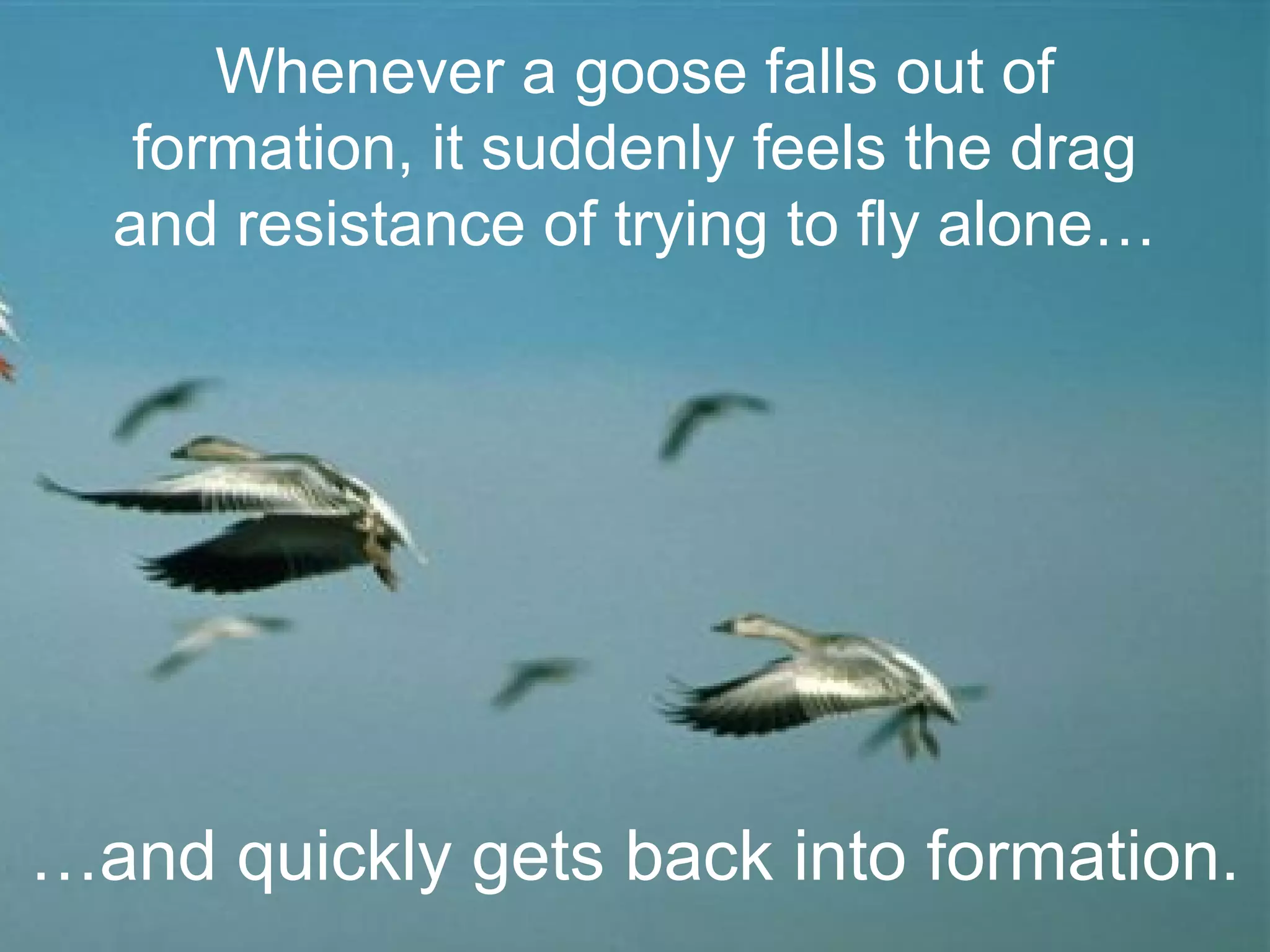 Whenever a goose falls out of
formation, it suddenly feels the drag
and resistance of trying to fly alone…

…and quickly gets back into formation.

 