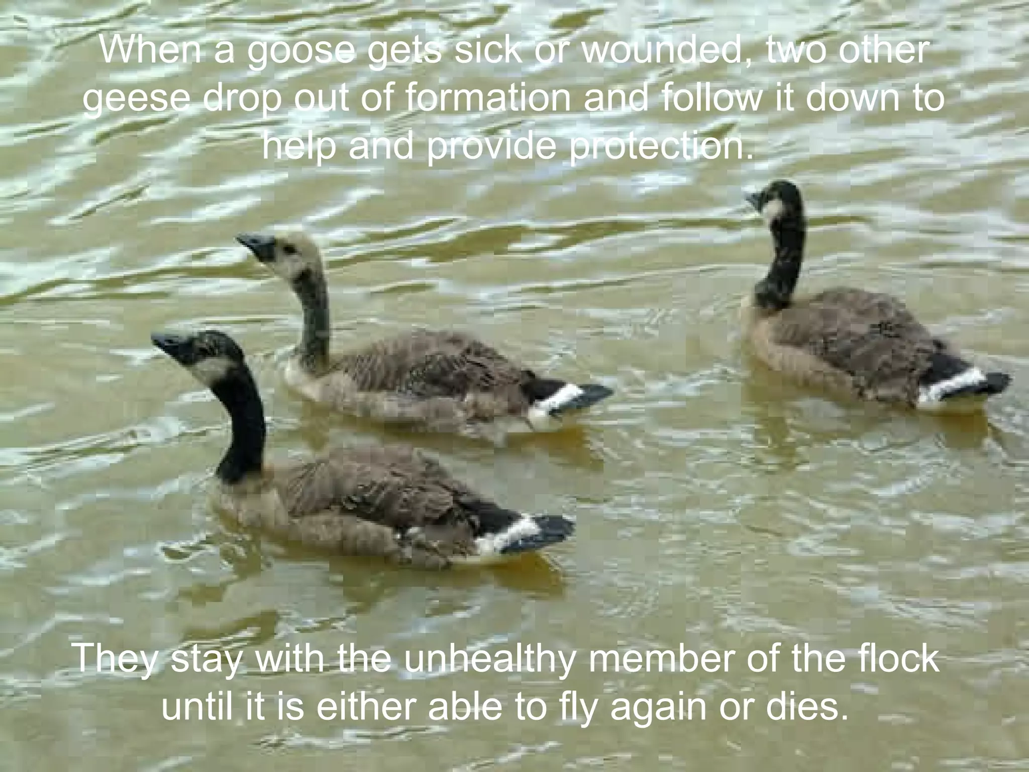 When a goose gets sick or wounded, two other
geese drop out of formation and follow it down to
help and provide protection.

They stay with the unhealthy member of the flock
until it is either able to fly again or dies.

 