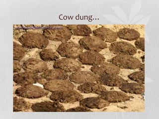 Cow dung…
 