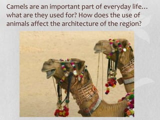 Camels are an important part of everyday life…
what are they used for? How does the use of
animals affect the architecture of the region?
 