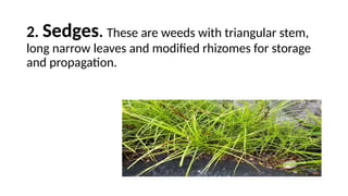 Triangular Stems LESSON IX PEST MANAGEMENT.pptx GRADE 10 FOURTH QUARTER WEEK 1 TO 2 ...