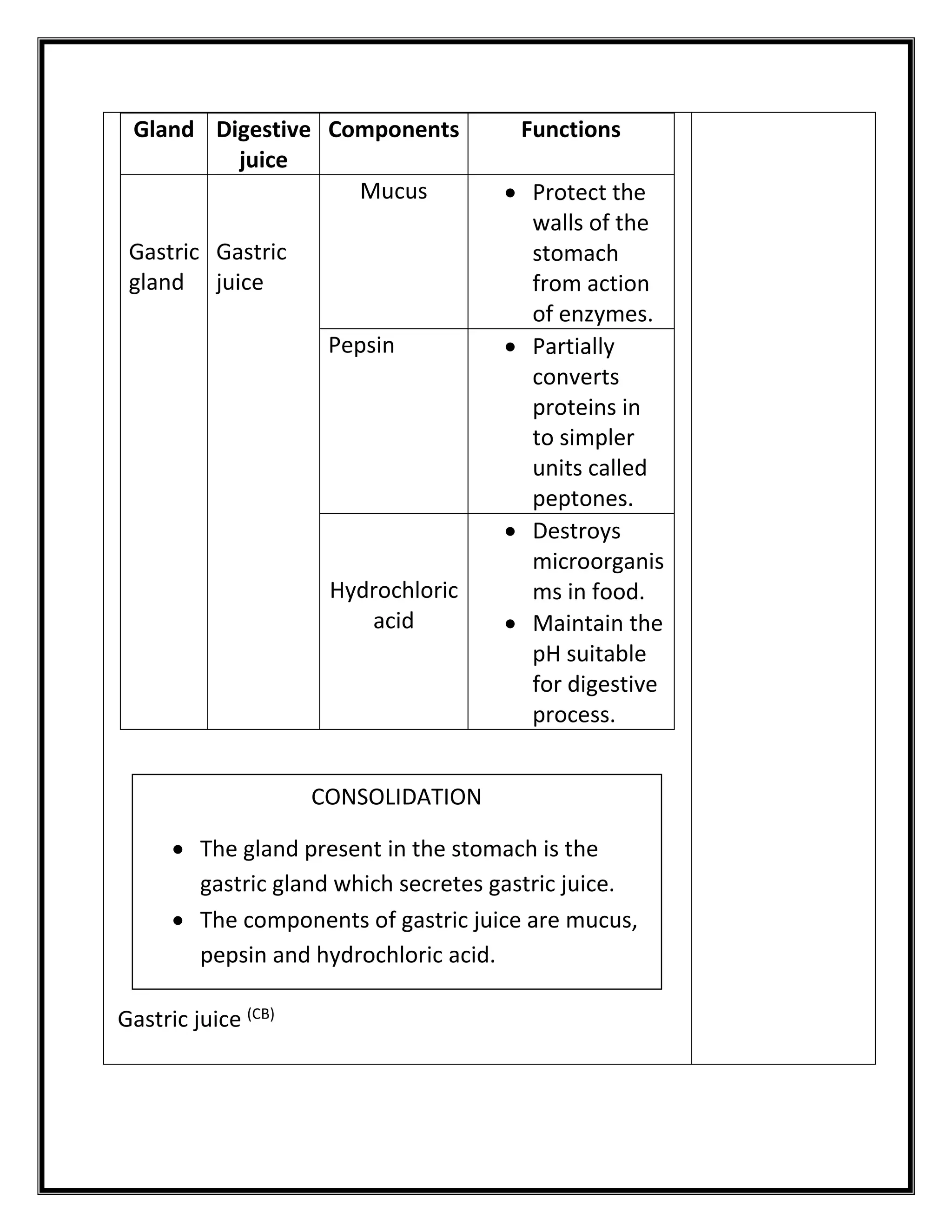 Gland Digestive 
juice 
Components Functions 
Gastric 
gland 
Gastric 
juice 
Mucus  Protect the 
walls of the 
stomach 
from action 
of enzymes. 
Pepsin  Partially 
converts 
proteins in 
to simpler 
units called 
peptones. 
Hydrochloric 
acid 
 Destroys 
microorganis 
ms in food. 
 Maintain the 
pH suitable 
for digestive 
process. 
Gastric juice (CB) 
CONSOLIDATION 
 The gland present in the stomach is the 
gastric gland which secretes gastric juice. 
 The components of gastric juice are mucus, 
pepsin and hydrochloric acid. 
 