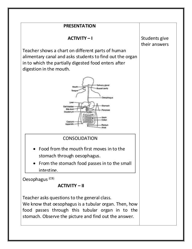 After Food Passes Through The Stomach It Enters This Organ After Food Passes Through The Stomach It Enters This Organ