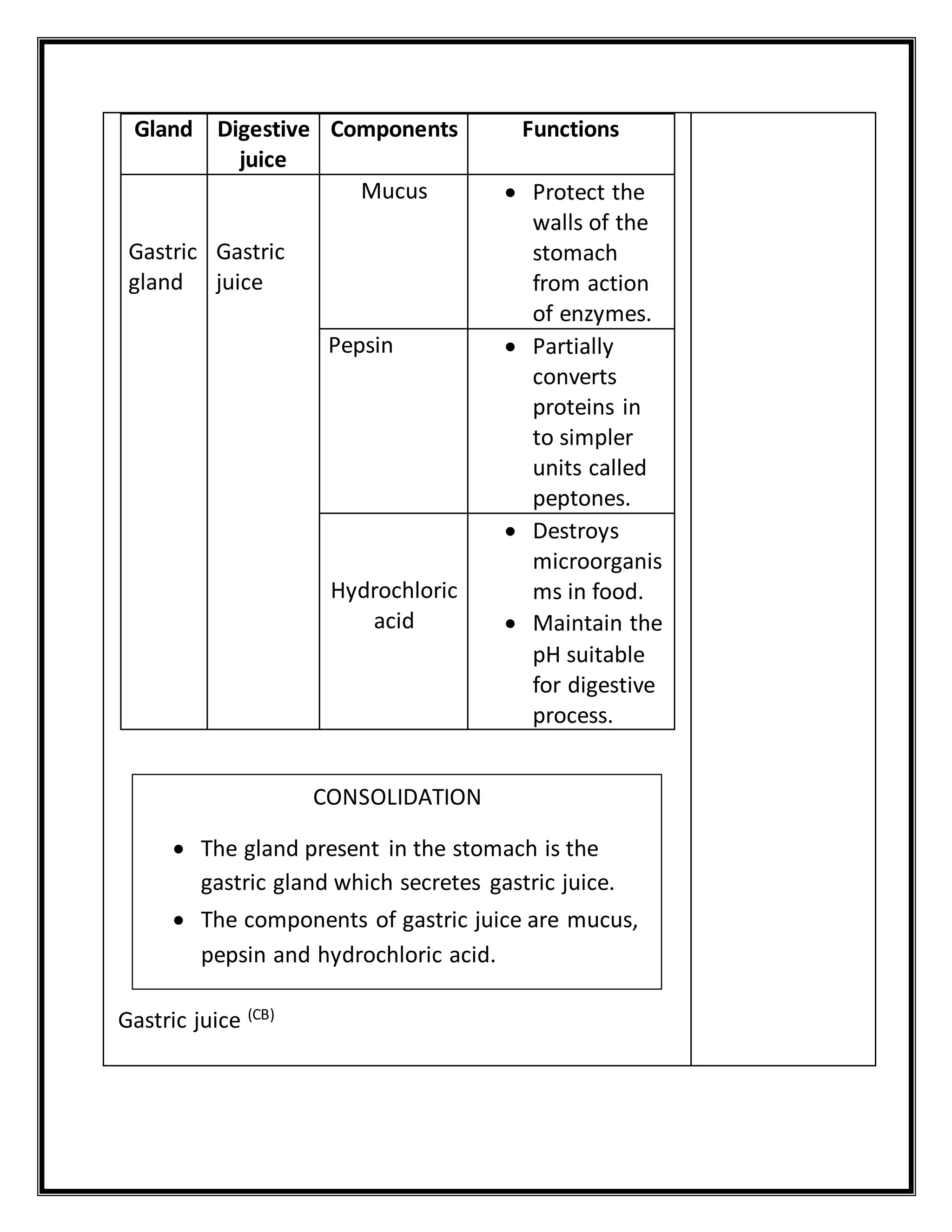 Gland Digestive 
juice 
Components Functions 
Gastric 
gland 
Gastric 
juice 
Mucus  Protect the 
walls of the 
stomach 
from action 
of enzymes. 
Pepsin  Partially 
converts 
proteins in 
to simpler 
units called 
peptones. 
Hydrochloric 
acid 
 Destroys 
microorganis 
ms in food. 
 Maintain the 
pH suitable 
for digestive 
process. 
Gastric juice (CB) 
CONSOLIDATION 
 The gland present in the stomach is the 
gastric gland which secretes gastric juice. 
 The components of gastric juice are mucus, 
pepsin and hydrochloric acid. 
 