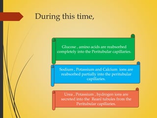 During this time,
Glucose , amino acids are reabsorbed
completely into the Peritubular capillaries.
Sodium , Potassium and Calcium ions are
reabsorbed partially into the peritubular
capillaries.
Urea , Potassium , hydrogen ions are
secreted into the Reanl tubules from the
Peritubular capillaries.
 