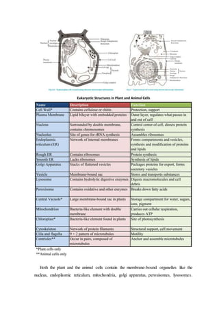 Both the plant and the animal cells contain the membrane-bound organelles like the
nucleus, endoplasmic reticulum, mitochondria, golgi apparatus, peroxisomes, lysosomes.
 