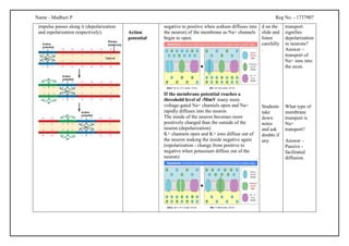 Name - Madhuri P Reg No. - 1737907
impulse passes along it (depolarization
and repolarization respectively). Action
potential
negative to positive when sodium diffuses into
the neuron) of the membrane as Na+ channels
begin to open.
If the membrane potential reaches a
threshold level of -50mV many more
voltage-gated Na+ channels open and Na+
rapidly diffuses into the neuron
The inside of the neuron becomes more
positively charged than the outside of the
neuron (depolarization)
K+ channels open and K+ ions diffuse out of
the neuron making the inside negative again
(repolarization - change from positive to
negative when potassium diffuse out of the
neuron)
d on the
slide and
listen
carefully
.
Students
take
down
notes
and ask
doubts if
any.
transport
signifies
depolarization
in neurons?
Answer –
transport of
Na+ ions into
the axon.
What type of
membrane
transport is
Na+
transport?
Answer –
Passive -
facilitated
diffusion.
 