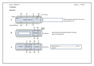 Name - Madhuri P Reg No. - 1737907
Evaluation:
Questions -
Depolarization is _________________________ type of
transport.
What potential state should be filled in the blank
space in the diagram B?
Which membrane potential is the neuron
associated with in A?
 