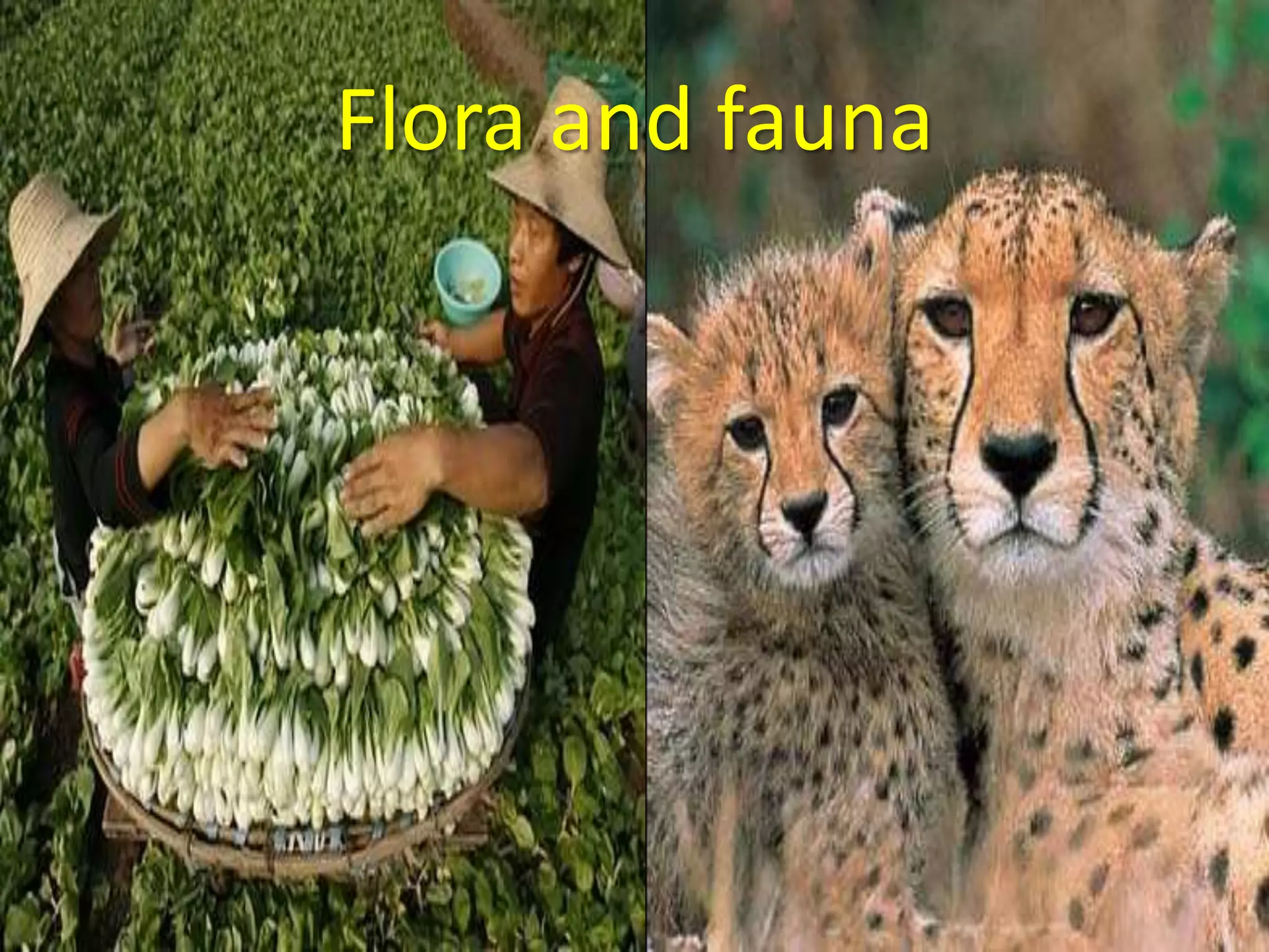 Flora and fauna 
 