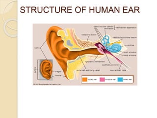 STRUCTURE OF HUMAN EAR
 