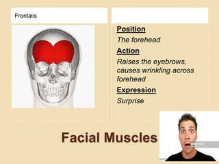 Facial Muscles
Frontalis
Position
The forehead
Action
Raises the eyebrows,
causes wrinkling across
forehead
Expression
Surprise
 