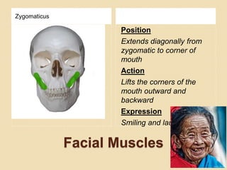 Facial Muscles
Zygomaticus
Position
Extends diagonally from
zygomatic to corner of
mouth
Action
Lifts the corners of the
mouth outward and
backward
Expression
Smiling and laughing
 