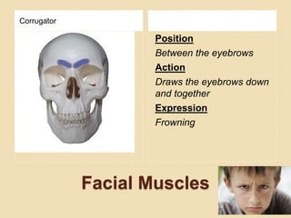 Facial Muscles
Corrugator
Position
Between the eyebrows
Action
Draws the eyebrows down
and together
Expression
Frowning
 