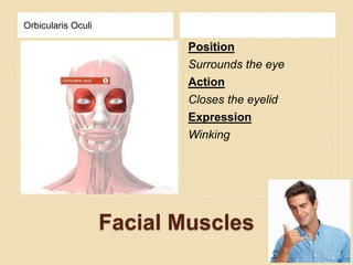 Facial Muscles
Orbicularis Oculi
Position
Surrounds the eye
Action
Closes the eyelid
Expression
Winking
 