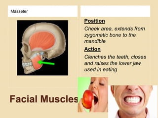 Facial Muscles
Masseter
Position
Cheek area, extends from
zygomatic bone to the
mandible
Action
Clenches the teeth, closes
and raises the lower jaw
used in eating
 
