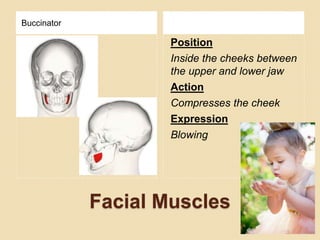 Facial Muscles
Buccinator
Position
Inside the cheeks between
the upper and lower jaw
Action
Compresses the cheek
Expression
Blowing
 