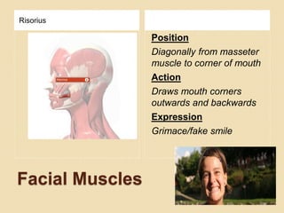 Facial Muscles
Risorius
Position
Diagonally from masseter
muscle to corner of mouth
Action
Draws mouth corners
outwards and backwards
Expression
Grimace/fake smile
 
