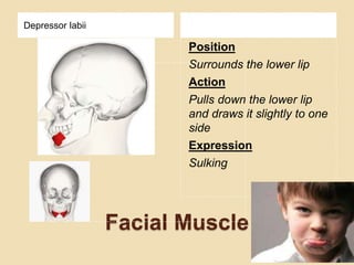 Facial Muscle
Depressor labii
Position
Surrounds the lower lip
Action
Pulls down the lower lip
and draws it slightly to one
side
Expression
Sulking
 
