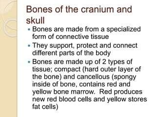 Bones of the cranium and
skull
 Bones are made from a specialized
form of connective tissue
 They support, protect and connect
different parts of the body
 Bones are made up of 2 types of
tissue; compact (hard outer layer of
the bone) and cancellous (spongy
inside of bone, contains red and
yellow bone marrow. Red produces
new red blood cells and yellow stores
fat cells)
 
