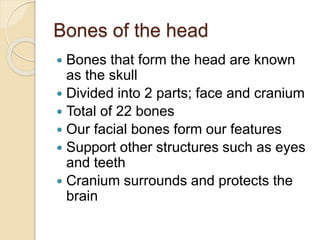 Bones of the head
 Bones that form the head are known
as the skull
 Divided into 2 parts; face and cranium
 Total of 22 bones
 Our facial bones form our features
 Support other structures such as eyes
and teeth
 Cranium surrounds and protects the
brain
 