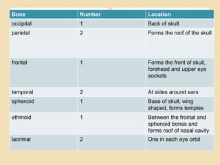 Facial Bones
Bone Number Location
occipital 1 Back of skull
parietal 2 Forms the roof of the skull
frontal 1 Forms the front of skull,
forehead and upper eye
sockets
temporal 2 At sides around ears
sphenoid 1 Base of skull, wing
shaped, forms temples
ethmoid 1 Between the frontal and
sphenoid bones and
forms roof of nasal cavity
lacrimal 2 One in each eye orbit
 