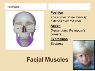 Facial Muscles
Triangularis
Position
The corner of the lower lip
extends over the chin.
Action
Draws down the mouth’s
corners.
Expression
Sadness
 