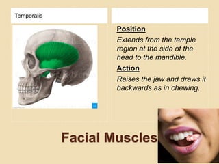 Facial Muscles
Temporalis
Position
Extends from the temple
region at the side of the
head to the mandible.
Action
Raises the jaw and draws it
backwards as in chewing.
 