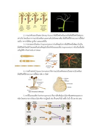 2. การแบ่งตัวออกเป็นสอง (Binary fission) สิ่งมีชีวิตตัวหนึ่งแบ่งเป็นสิ่งมีชีวิตตัวใหม่แบบ
เท่าๆกัน โดยเริ่มจากการแบ่งนิวเคลียส และตามด้วยไซโทพลาสซึม สิ่งมีชีวิตที่ใช้กระบวนการนี้ได้แก่
อะมีบา พารามีเซียม ยูกลีนา และแบคทีเรีย
3. การขาดออกเป็นท่อน (Fragmentation) ส่วนที่หลุดไปจากสิ่งมีชีวิตหนึ่งพัฒนาไปเป็น
สิ่งมีชีวิตตัวใหม่ได้ โดยเซลล์ในส่วนที่หลุดไปนั้นเกิดรีเจนเนอเรชั่น (regeneration) กลับเป็นเนื้อเยื่อ
เจริญได้อีก ตัวอย่างเช่น ดาวทะเล
4. การสร้างสปอร์ (Spore formation) คือการแบ่งนิวเคลียสออกเป็นหลายๆนิวเคลียส
สิ่งมีชีวิตที่ใช้กระบวนการนี้ได้แก่ เห็ด รา ยีสต์
5. พาร์ธีโนเจนเนซิส (Parthenogenesis) คือการสืบพันธุ์แบบไม่อาศัยเพศของแมลงบาง
ชนิด โดยสามารถวางไข่แบบไม่อาศัยการปฏิสนธิ เช่น ตั๊กแตนกิ่งไม้ เพลี้ย ไรน้า ผึ้ง มด ต่อ แตน
 