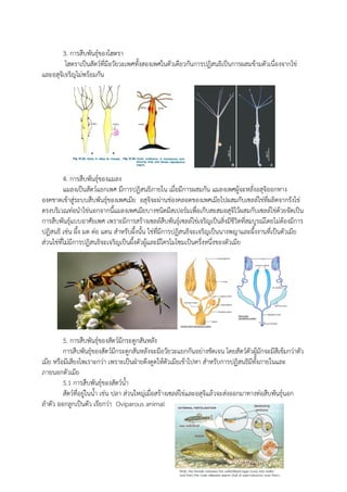 3. การสืบพันธุ์ของไฮดรา
ไฮดราเป็นสัตว์ที่มีอวัยวะเพศทั้งสองเพศในตัวเดียวกันการปฏิสนธิเป็นการผสมข้ามตัวเนื่องจากไข่
และอสุจิเจริญไม่พร้อมกัน
4. การสืบพันธุ์ของแมลง
แมลงเป็นสัตว์แยกเพศ มีการปฏิสนธิภายใน เมื่อมีการผสมกัน แมลงเพศผู้จะหลั่งอสุจิออกทาง
องคชาตเข้าสู่ระบบสืบพันธุ์ของเพศเมีย อสุจิจะผ่านช่องคลอดของเพศเมียไปผสมกับเซลล์ไข่ที่ผลิตจากรังไข่
ตรงบริเวณท่อนาไข่นอกจากนี้แมลงเพศเมียบางชนิดมีสเปอร์มเพื่อเก็บสะสมอสุจิไว้ผสมกับเซลล์ไข่ด้วยจัดเป็น
การสืบพันธุ์แบบอาศัยเพศ เพราะมีการสร้างเซลล์สืบพันธุ์เซลล์ไข่เจริญเป็นสิ่งมีชีวิตที่สมบูรณ์โดยไม่ต้องมีการ
ปฏิสนธิ เช่น ผึ้ง มด ต่อ แตน สาหรับผึ้งนั้น ไข่ที่มีการปฏิสนธิจะเจริญเป็นนางพญาและผึ้งงานที่เป็นตัวเมีย
ส่วนไข่ที่ไม่มีการปฏิสนธิจะเจริญเป็นผึ้งตัวผู้และมีโครโมโซมเป็นครึ่งหนึ่งของตัวเมีย
5. การสืบพันธุ์ของสัตว์มีกระดูกสันหลัง
การสืบพันธุ์ของสัตว์มีกระดูกสันหลังจะมีอวัยวะแยกกันอย่างชัดเจน โดยสัตว์ตัวผู้มักจะมีสีเข้มกว่าตัว
เมีย หรือมีเสียงไพเราะกว่า เพราะเป็นฝ่ายดึงดูดให้ตัวเมียเข้าไปหา สาหรับการปฏิสนธิมีทั้งภายในและ
ภายนอกตัวเมีย
5.1 การสืบพันธุ์ของสัตว์น้า
สัตว์ที่อยู่ในน้า เช่น ปลา ส่วนใหญ่เมื่อสร้างเซลล์ไข่และอสุจิแล้วจะส่งออกมาทางท่อสืบพันธุ์นอก
ลาตัว ออกลูกเป็นตัว เรียกว่า Oviparous animal
 