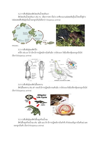5.2 การสืบพันธุ์ของสัตว์สะเทินน้าสะเทินบก
สัตว์สะเทินน้าสะเทินบก เช่น กบ เขียด คางคก อึ่งอ่าง อาศัยบนบกแต่ผสมพันธุ์ในน้าโดยทั้งคู่ต่าง
ปล่อยเซลล์สืบพันธุ์ลงในน้าออกลูกเป็นไข่เรียกว่า Oviparous animal
5.3 การสืบพันธุ์ของสัตว์ปีก
ตว์ปีก เช่น นก ไก่ เป็ด มีการปฏิสนธิภายในตัวเมีย วางไข่บนบก ไข่มีเปลือกหุ้มออกลูกเป็นไข่
เรียกว่าOviparous animal
5.4 การสืบพันธุ์ของสัตว์เลื้อยคลาน
สัตว์เลื้อยคลาน เช่น เต่า จระเข้ มีการปฏิสนธิภายนตัวเมีย วางไข่บนบกไข่มีเปลือกหุ้มออกลูกเป็นไข่
เรียกว่าOviparous animal
5.5 การสืบพันธุ์ของสัตว์เลี้ยงลูกด้วยน้านม
สัตว์เลี้ยงลูกด้วยน้านม เช่น สุนัข แมว ลิง มีการปฏิสนธิภายในลาตัว ตัวอ่อนเจริญภายในตัวแม่ และ
ออกลูกเป็นตัว เรียกว่าViviparous animal
 
