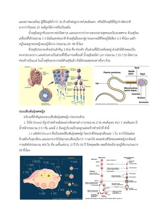 และสภาพแวดล้อม ผู้ที่มีอสุจิต่ากว่า 30 ล้านตัวต่อลูกบาศก์เซนติเมตร หรือมีตัวอสุจิที่มีรูปร่างผิดปกติ
มากกว่าร้อยละ 25 จะมีลูกได้ยากหรือเป็นหมัน
น้าอสุจิจะถูกขับออกทางท่อปัสสาวะ และออกจากร่างกายตรงปลายสุดของอวัยวะเพศชาย ตัวอสุจิจะ
เคลื่อนที่ได้ประมาณ 1-3 มิลลิเมตรต่อนาที ตัวอสุจิเมื่อออกสู่ภายนอกจะมีชีวิตอยู่ได้เพียง 2-3 ชั่วโมง แต่ถ้า
อยู่ในมดลูกของหญิงจะอยู่ได้นาน ประมาณ 24- 48 ชั่วโมง
ตัวอสุจิประกอบด้วยส่วนสาคัญ 3 ส่วน คือ ส่วนหัว เป็นส่วนที่มีนิวเคลียสอยู่ ส่วนตัวมีลักษณะเป็น
ทรงกระบอกยาว และส่วนหางเป็นส่วนที่ใช้ในการเคลื่อนที่ น้าอสุจิจะมีค่า pH ประมาณ 7.35-7.50 มีสภาวะ
ค่อนข้างเป็นเบส ในน้าอสุจินอกจากจะมีตัวอสุจิแล้ว ยังมีส่วนผสมของสารอื่นๆ ด้วย
ระบบสืบพันธุ์เพศหญิง
อวัยวะที่สาคัญของระบบสืบพันธุ์เพศหญิง ประกอบด้วย
1. รังไข่ (Ovary) มีรูปร่างคล้ายเม็ดมะม่วงหิมพานต์ ยาวประมาณ 2-36 เซนติเมตร หนา 1 เซนติเมตร มี
น้าหนักประมาณ 2-3 กรัม และมี 2 อันอยู่บริเวณปีกมดลูกแต่ละข้างทาหน้าที่ ดังนี้
1.1 ผลิตไข่ (Ovum) ซึ่งเป็นเซลล์สืบพันธุ์เพศหญิง โดยปกติไข่จะสุกเดือนละ 1 ใบ จากรังไข่แต่ละ
ข้างสลับกันทุกเดือน และออกจากรังไข่ทุกรอบเดือนเรียกว่า การตกไข่ ตลอดช่วงชีวิตของเพศหญิงปกติจะมี
การผลิตไข่ประมาณ 400 ใบ คือ เมตั้งแต่อายุ 12 ปี ถึง 50 ปี จึงหยุดผลิต เซลล์ไข่จะมีอายุอยู่ได้นานประมาร
24 ชั่วโมง
 