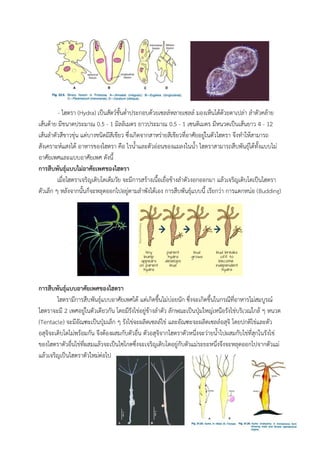 - ไฮดรา (Hydra) เป็นสัตว์ชั้นต่าประกอบด้วยเซลล์หลายเซลล์ มองเห็นได้ด้วยตาเปล่า ลาตัวคล้าย
เส้นด้าย มีขนาดประมาณ 0.5 - 1 มิลลิเมตร ยาวประมาณ 0.5 - 1 เซนติเมตร มีหนวดเป็นเส้นยาว 4 - 12
เส้นลาตัวสีขาวขุ่น แต่บางชนิดมีสีเขียว ซึ่งเกิดจากสาหร่ายสีเขียวที่อาศัยอยู่ในตัวไฮดรา จึงทาให้สามารถ
สังเคราะห์แสงได้ อาหารของไฮดรา คือ ไรน้าและตัวอ่อนของแมลงในน้า ไฮดราสามารถสืบพันธุ์ได้ทั้งแบบไม่
อาศัยเพศและแบบอาศัยเพศ ดังนี้
การสืบพันธุ์แบบไม่อาศัยเพศของไฮดรา
เมื่อไฮดราเจริญเติบโตเต็มวัย จะมีการสร้างเนื้อเยื่อข้างลาตัวงอกออกมา แล้วเจริญเติบโตเป็นไฮดรา
ตัวเล็ก ๆ หลังจากนั้นก็จะหลุดออกไปอยู่ตามลาพังได้เอง การสืบพันธุ์แบบนี้ เรียกว่า การแตกหน่อ (Budding)
การสืบพันธุ์แบบอาศัยเพศของไฮดรา
ไฮดรามีการสืบพันธุ์แบบอาศัยเพศได้ แต่เกิดขึ้นไม่บ่อยนัก ซึ่งจะเกิดขึ้นในกรณีที่อาหารไม่สมบูรณ์
ไฮดราจะมี 2 เพศอยู่ในตัวเดียวกัน โดยมีรังไข่อยู่ข้างลาตัว ลักษณะเป็นปุ่มใหญ่เหนือรังไข่บริเวณใกล้ ๆ หนวด
(Tentacle) จะมีอัณฑะเป็นปุ่มเล็ก ๆ รังไข่จะผลิตเซลล์ไข่ และอัณฑะจะผลิตเซลล์อสุจิ โดยปกติไข่และตัว
อสุจิจะเติบโตไม่พร้อมกัน จึงต้องผสมกับตัวอื่น ตัวอสุจิจากไฮดราตัวหนึ่งจะว่ายน้าไปผสมกับไข่ที่สุกในรังไข่
ของไฮดราตัวอื่นไข่ที่ผสมแล้วจะเป็นไซโกตซึ่งจะเจริญเติบโตอยู่กับตัวแม่ระยะหนึ่งจึงจะหลุดออกไปจากตัวแม่
แล้วเจริญเป็นไฮดราตัวใหม่ต่อไป
 
