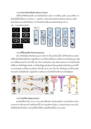 1.2 การแบ่ง ตัวออกเป็นสอง (Binary Fission)
เกิดขึ้นกับสิ่งมีชีวิตเซลล์เดียว (พวกโพรติสต์) ได้แก่ อะมีบา พารามีเซียม ยูกลีนา และแบคทีเรีย การ
สืบพันธุ์วิธีนี้เกิดขึ้นโดยการแบ่งตัวจาก 1 เซลล์เป็น 2 เซลล์ โดยนิวเคลียสของเซลล์จะแบ่งตัวก่อน แล้วไซ
โทพลาซึมจะแบ่งตามได้เป็นตัวใหม่ 2 ตัว ซึ่งแต่ละตัวจะมีลักษณะเหมือนตัวเดิมทุกประการ
เช่น - การแบ่งตัวของอะมีบา
1.3 พาร์ธีโนเจเนซิส (Parthenogenesis)
เป็นการสืบพันธุ์ไม่อาศัยเพศของแมลงบางชนิด เช่น ตั๊กแตนกิ่งไม้ เพลี้ย ไรน้าซึ่งตัวเมียสามารถผลิต
ไข่ที่ฟักเป็นตัวได้โดยไม่ต้องมีการปฏิสนธิในสภาวะปกติไข่ของสัตว์ดังกล่าวจะฟักออกมาเป็นตัวเมียเสมอ แต่ใน
สภาวะที่ไม่เหมาะสมกับการดารงชีวิต เช่น เกิดความแห้งแล้งหนาวเย็น หรือขาดแคลนอาหาร ตัวเมียก็จะผลิต
ไข่ที่ฟักออกเป็นทั้งตัวผู้และตัวเมีย จากนั้นสัตว์ตัวผู้และตัวเมียเหล่านี้จะผสมพันธุ์กันแล้วตัวเมียจะออกไข่ที่มี
ความคงทนต่อสภาวะที่ไม่เหมาะสมดังกล่าวได้ ในผึ้ง มด ต่อ แตน ก็พบว่ามีการสืบพันธุ์แบบพาร์ธีโนเจเนซิส
ด้วยเช่นกัน โดยไข่ไม่ต้องมีการปฏิสนธิก็สามารถฟักออกมาเป็นตัวได้ ซึ่งจะฟักออกมาเป็นตัวผู้เสมอ
1.4 การงอกใหม่ (Regeneration)
พบในสัตว์ชั้นต่า ได้แก่ ปลาดาว พลานาเรีย ไส้เดือนดิน ปลิง ซีแอนนีโมนี การงอกใหม่เป็นการสร้าง
ส่วนของร่างกายที่ขาดหายไป โดยสัตว์เหล่านี้ถ้าร่างกายถูกตัดออกเป็นส่วน ๆ แต่ละส่วนจะสามารถงอกเป็น
สิ่งมีชีวิตตัวใหม่ได้ ดังนั้นการงอกใหม่นี้จึงทาให้มีจานวนสิ่งมีชีวิตเพิ่มขึ้นจากจานวนเดิม
 