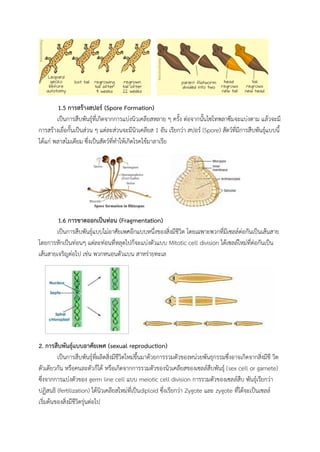 1.5 การสร้างสปอร์ (Spore Formation)
เป็นการสืบพันธุ์ที่เกิดจากการแบ่งนิวเคลียสหลาย ๆ ครั้ง ต่อจากนั้นไซโทพลาซึมจะแบ่งตาม แล้วจะมี
การสร้างเยื่อกั้นเป็นส่วน ๆ แต่ละส่วนจะมีนิวเคลียส 1 อัน เรียกว่า สปอร์ (Spore) สัตว์ที่มีการสืบพันธุ์แบบนี้
ได้แก่ พลาสโมเดียม ซึ่งเป็นสัตว์ที่ทาให้เกิดโรคไข้มาลาเรีย
1.6 การขาดออกเป็นท่อน (Fragmentation)
เป็นการสืบพันธุ์แบบไม่อาศัยเพศอีกแบบหนึ่งของสิ่งมีชีวิต โดยเฉพาะพวกที่มีเซลล์ต่อกันเป็นเส้นสาย
โดยการหักเป็นท่อนๆ แต่ละท่อนที่หลุดไปก็จะแบ่งตัวแบบ Mitotic cell division ได้เซลล์ใหม่ที่ต่อกันเป็น
เส้นสายเจริญต่อไป เช่น พวกหนอนตัวแบน สาหร่ายทะเล
2. การสืบพันธุ์แบบอาศัยเพศ (sexual reproduction)
เป็นการสืบพันธุ์ที่ผลิตสิ่งมีชีวิตใหม่ขึ้นมาด้วยการรวมตัวของหน่วยพันธุกรรมซึ่งอาจเกิดจากสิ่งมีชี วิต
ตัวเดียวกัน หรือคนละตัวก็ได้ หรือเกิดจากการรวมตัวของนิวเคลียสของเซลล์สืบพันธุ์ (sex cell or gamete)
ซึ่งจากการแบ่งตัวของ germ line cell แบบ meiotic cell division การรวมตัวของเซลล์สืบ พันธุ์เรียกว่า
ปฏิสนธิ (fertilization) ได้นิวเคลียสใหม่ที่เป็นdiploid ซึ่งเรียกว่า Zygote และ zygote ที่ได้จะเป็นเซลล์
เริ่มต้นของสิ่งมีชีวิตรุ่นต่อไป
 
