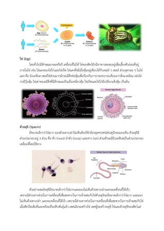ไข่ (Egg)
โดยทั่วไปมีลักษณะกลมหรือรี เคลื่อนที่ไม่ได้ ไข่ของสัตว์มักมีอาหารสะสมอยู่เพื่อเลี้ยงตัวอ่อนที่อยู่
ภายในไข่ เช่น ไข่แดงของไข่ไก่และไข่เป็ด ไข่แดงซึ่งมีเยื่อหุ้มอยู่เทียบได้กับเซลล์ 1 เซลล์ ส่วนจุดกลม ๆ ในไข่
แดง คือ นิวเคลียส เซลล์ไข่ส่วนมากมักจะมีสิ่งห่อหุ้มเพื่อป้องกันการกระทบกระเทือนจากสิ่งแวดล้อม เช่นไข่
กบมีวุ้นหุ้ม ไข่เต่าทะเลมีสิ่งที่มีลักษณะเป็นเยื่อเหนียวหุ้ม ไข่เป็ดและไข่ไก่มีเปลือกแข็งหุ้ม เป็นต้น
ตัวอสุจิ (Sperm)
มีขนาดเล็กกว่าไข่มาก มองด้วยตาเปล่าไม่เห็นต้องใช้กล้องจุลทรรศน์ส่องดูจึงจะมองเห็น ตัวอสุจิมี
ส่วนประกอบอยู่ 3 ส่วน คือ หัว (head) ลาตัว (body) และหาง (tail) ส่วนหัวจะมีนิวเคลียสเป็นส่วนประกอบ
เคลื่อนที่โดยใช้หาง
ตัวอย่างเซลล์อสุจิมีขนาดเล็กกว่าไข่มากและมองไม่เห็นด้วยตาเปล่าและจะเคลื่อนที่ได้เร็ว
เพราะมีส่วนหางช่วยในการเคลื่อนที่เพื่อสะดวกในการเข้าผสมกับไข่ตัวอสุจิจะมีขนาดเล็กกว่าไข่มาก และมอง
ไม่เห็นด้วยตาเปล่า และจะเคลื่อนที่ได้เร็ว เพราะมีส่วนหางช่วยในการเคลื่อนที่เพื่อสะดวกในการเข้าผสมกับไข่
เมื่อสัตว์โตเต็มที่และพร้อมที่จะสืบพันธุ์แล้ว เพศเมียจะสร้างไข่ เพศผู้จะสร้างอสุจิ ไข่และตัวอสุจิของสัตว์แต่
 